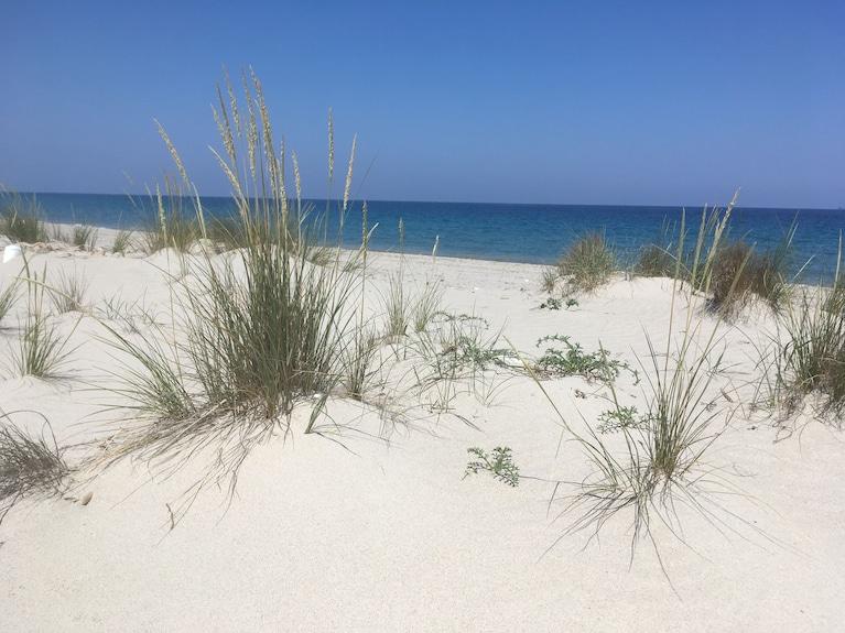 dune piante