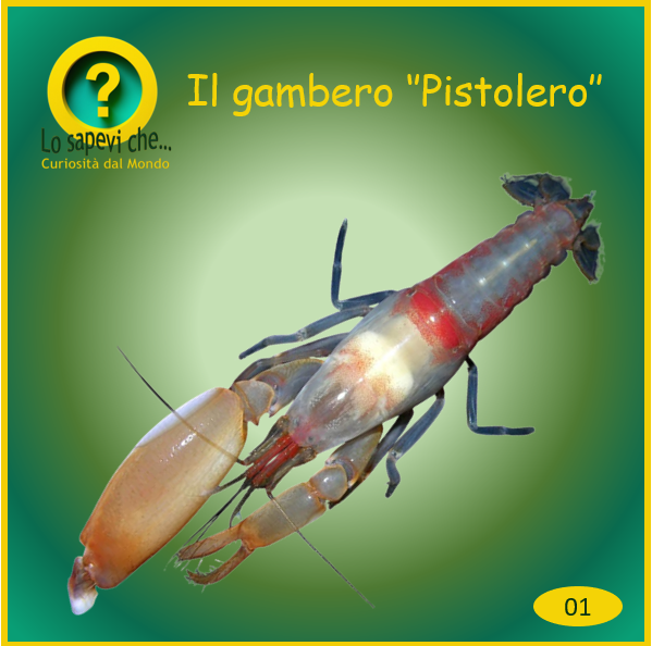 01 gambero pistolero
