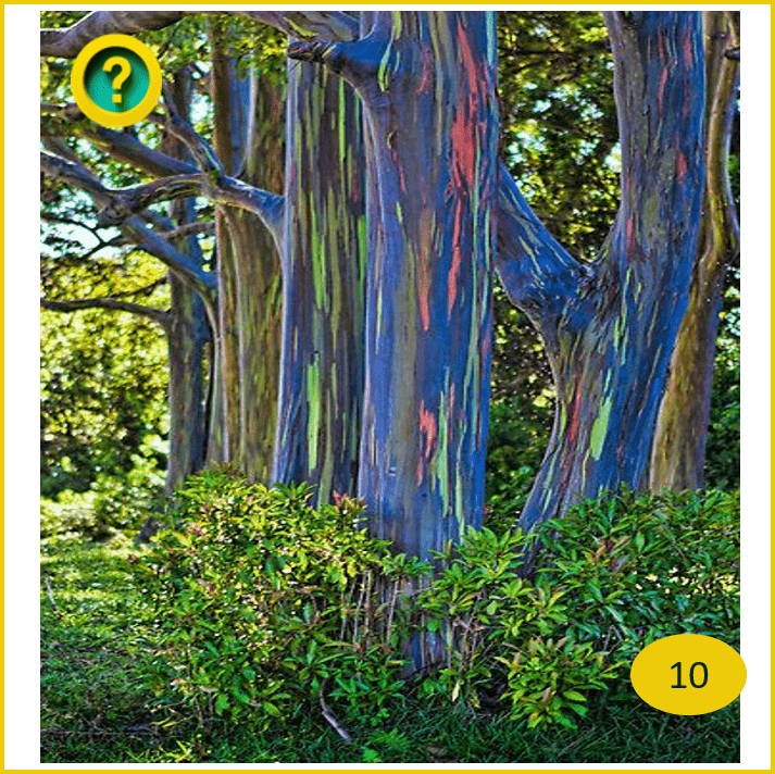 10 albero arcobaleno