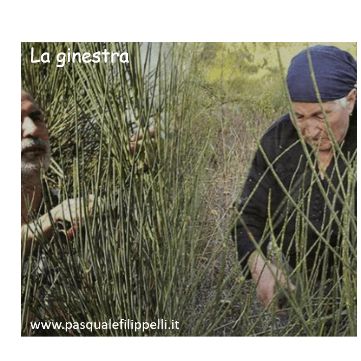 ginestra 2