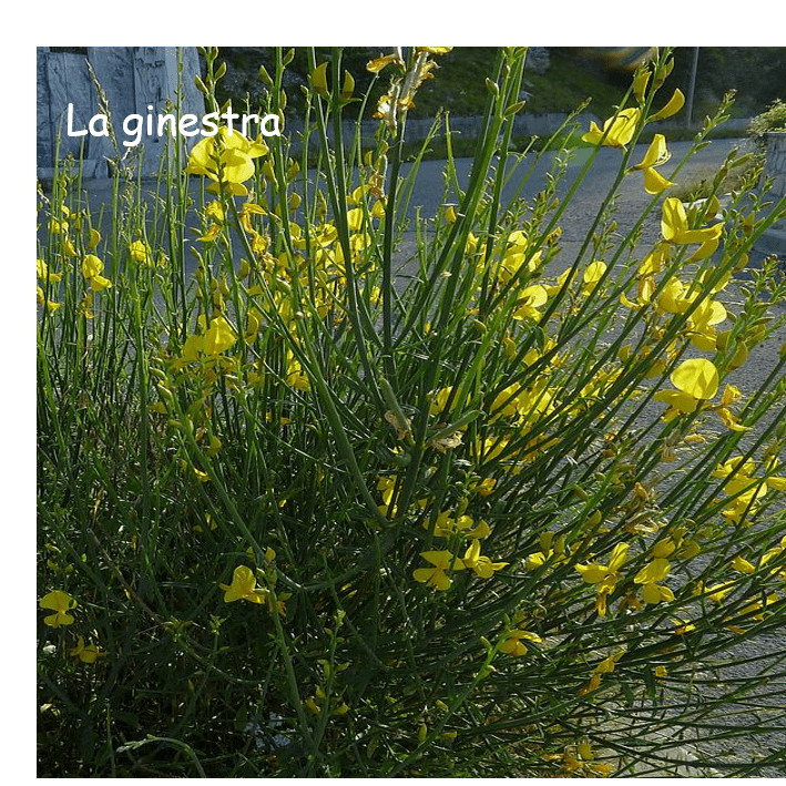 ginestra 1