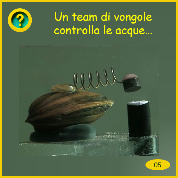 05 vongole