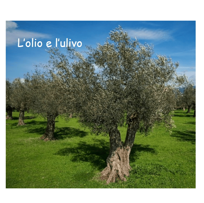 ulivo 1