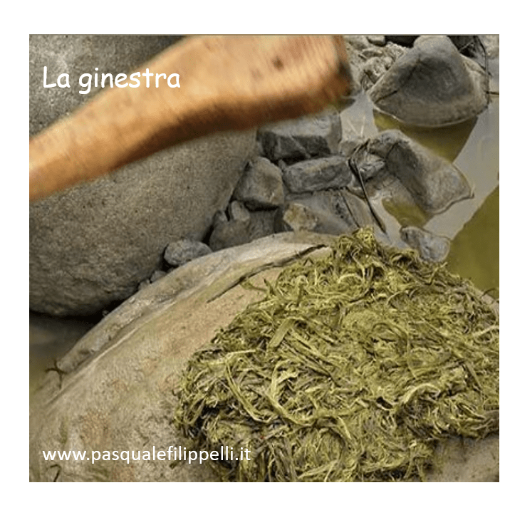 ginestra 4
