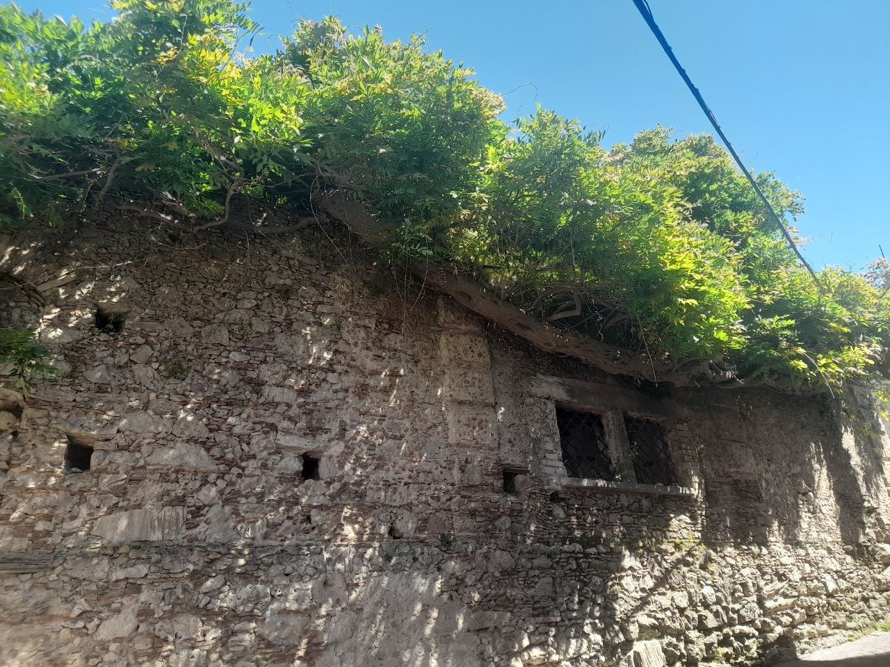 glicine su tetto