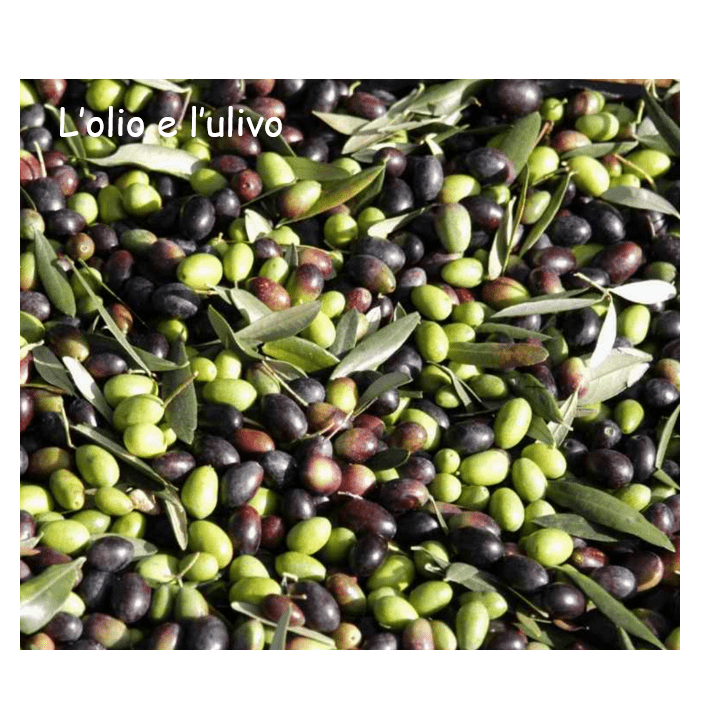 ulivo 2